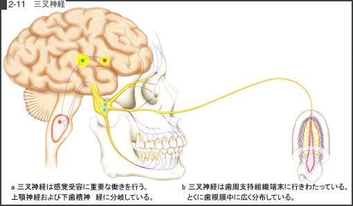 片頭痛などの不定愁訴の原因